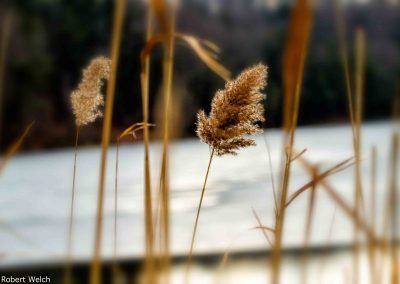 reeds at frozen lake in winter