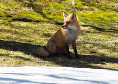 "red fox with bushy tail sitting in the sun in late winter"