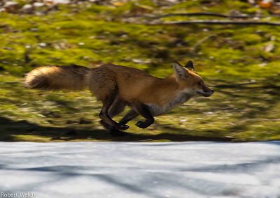 "red fox with bushy tail running across snow in late winter"