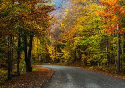 a portrait view of the forest road at Blue Mountain Lake