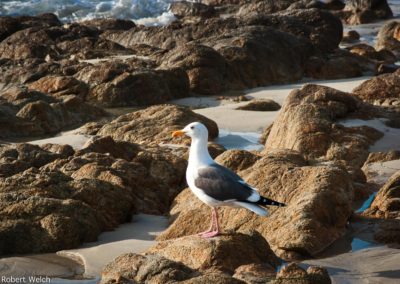 seagull a rocky Pacific shore at golden hour