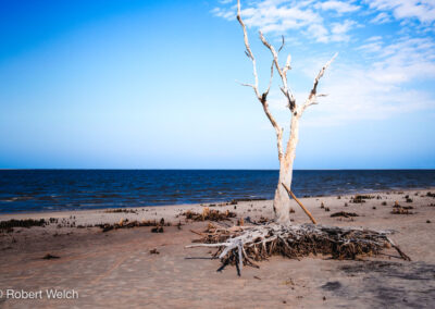 "lone bleached tree with roots on Boneyard Beach in Amelia Island Florida"