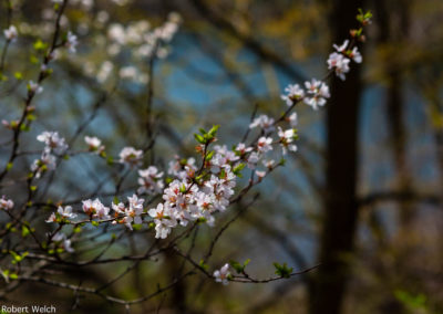 cherry blossoms framed by Durand Lake in early May