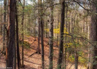 "springtime landscape photo of a forest on a hill coming into leaf taken in Durand Eastman Park"