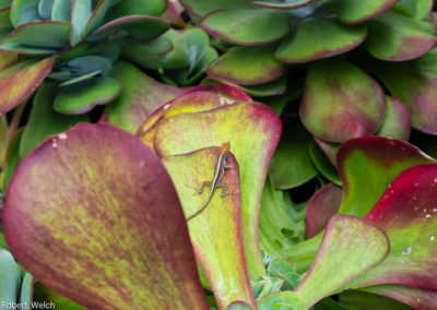 gecko atop a colorful leaf