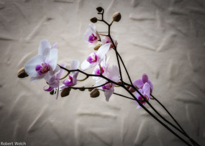 orchids and buds with a textured wall backdrop