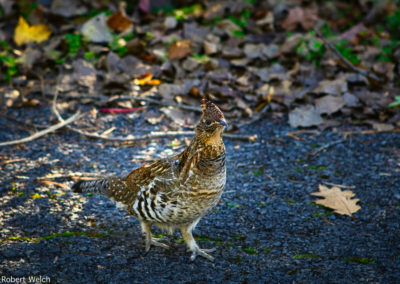 ruffed grouse in a lane with fallen leaves