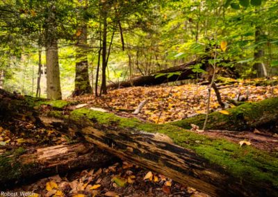 "low angle autumn view of fallen tree with moss, hillside and golden leaves"