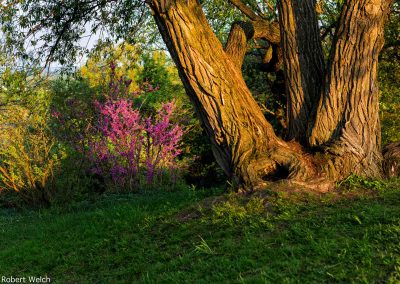 "springtime scene at golden hour with willow tree and forsythia"