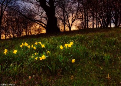 "daffodil flowers and trees on a hill at golden hour"