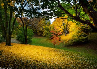 yellow maple leaves carpet the ground