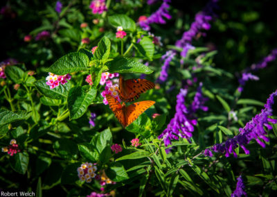 monarch butterflies in a South Carolina garden