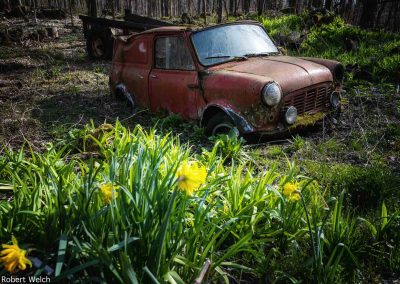 "daffodils bloom in the woods against the backdrop of an old abandoned Mini"