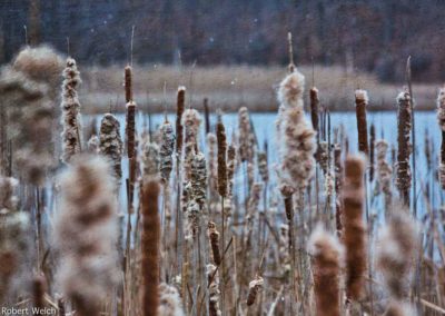 winter image of cattails at a frozen pond
