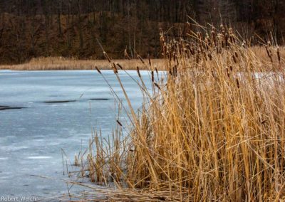 frozen pond with cattail reeds at Mendon Ponds Park