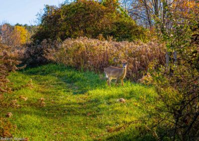 "daytime photo of a whitetail deer near a trail in a meadow with trees, bushes and reeds"