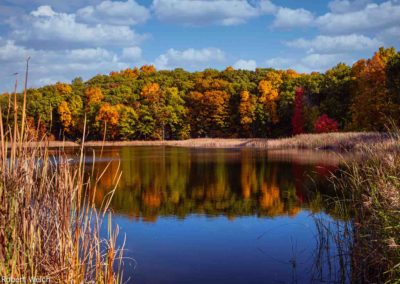 "autumn scene at Round Pond in Mendon Ponds looking through reeds with colorful trees reflected in water"