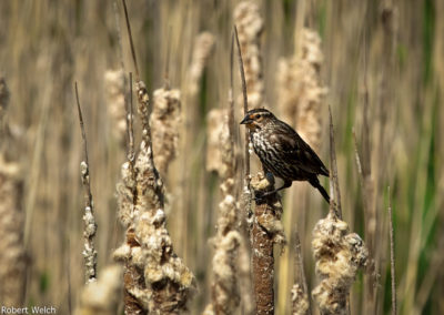 female Redwing Blackbird perched on cattails in a marsh
