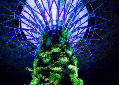 a so-called supertree comprised of multiple plants at Singapore's Gardens by the Bay
