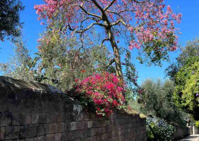 Sorrento late bloom