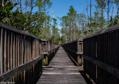 wooden boardwalk crossing the marsh on the Apoxee trail in south Florida