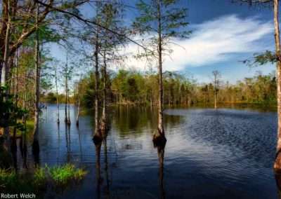 peaceful daytime view of Apoxee swamp in Florida