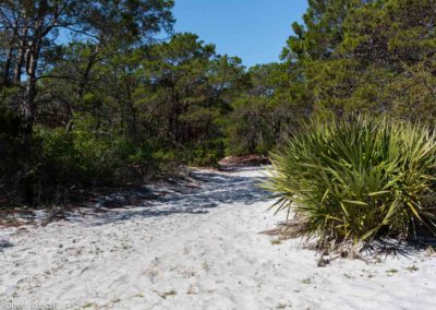 sandy trail through Florida scrub land near Jupiter Beach