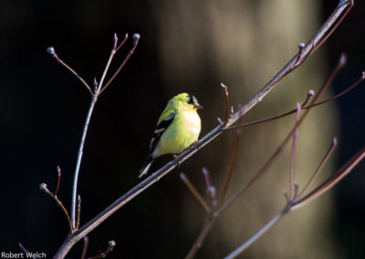 male goldfinch on a dogwood branch