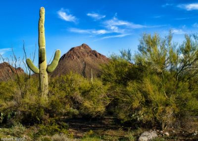 desert scene near Tucson Arizona