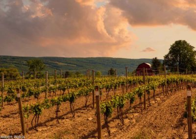 "vineyard with grapevines and red barn at golden hour in New York Finger Lakes"